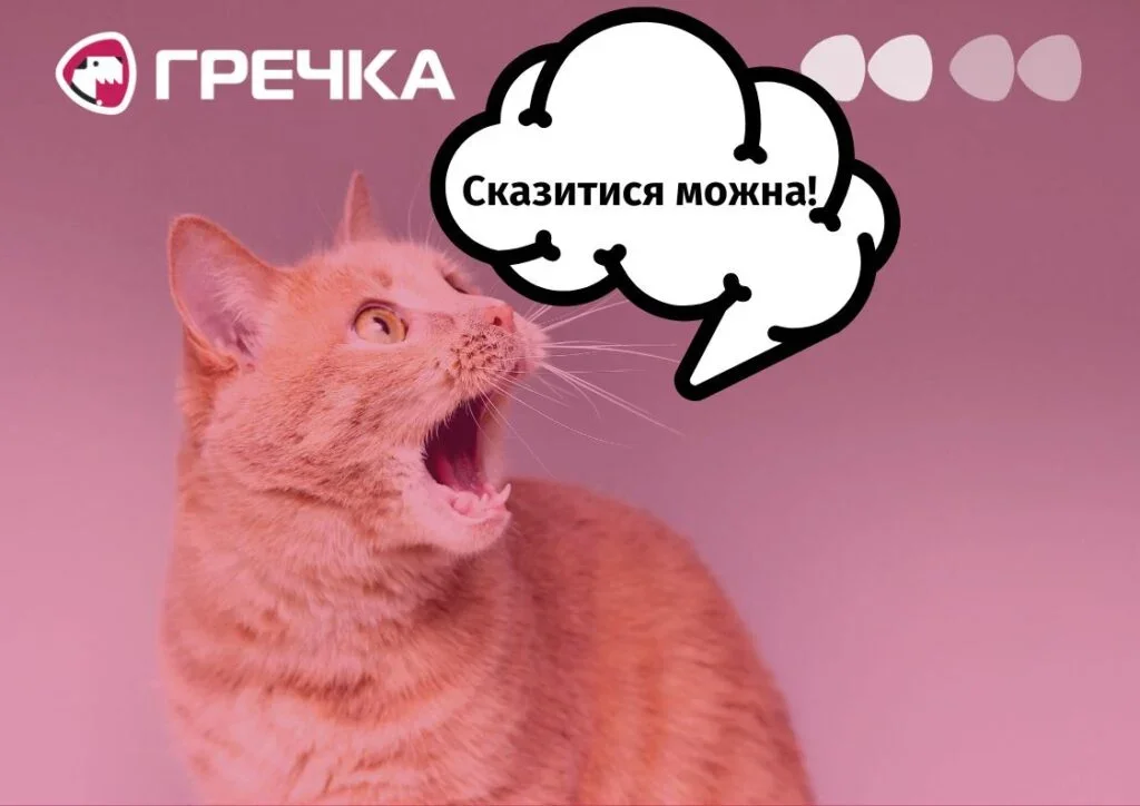 У Кропивницькому зафіксували новий випадок сказу у домашнього кота: троє людей отримали медичну допомогу