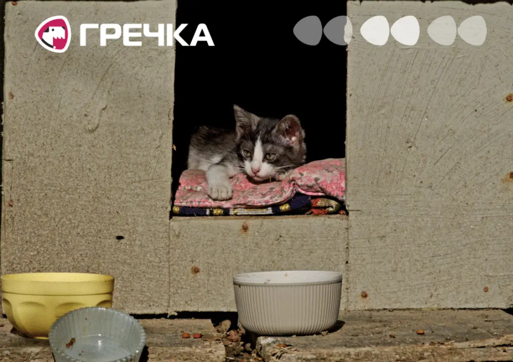 У Кропивницькому збирають ковдри та корм для тварин: допомога для котів і собак