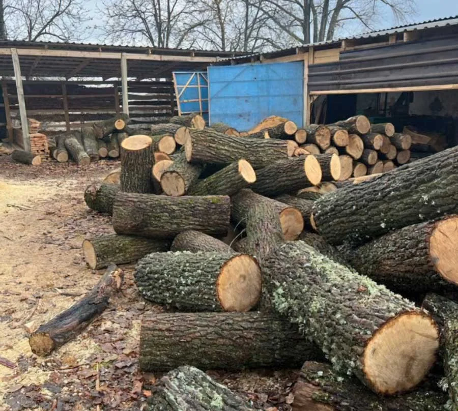 Незаконна порубка на мільйони: на Кіровоградщині затримали трьох підозрюваних