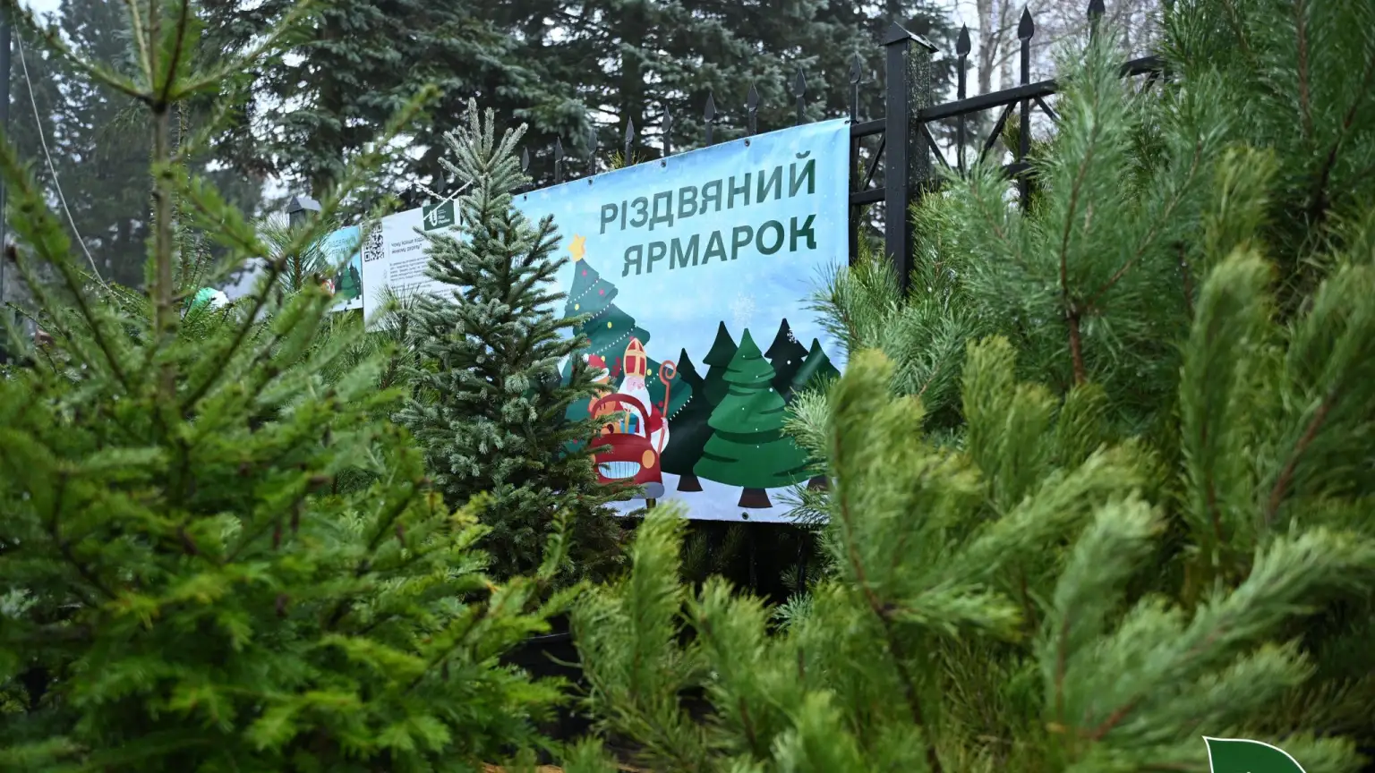 На Кіровоградщині новорічні дерева розійшлися, як гарячі пиріжки