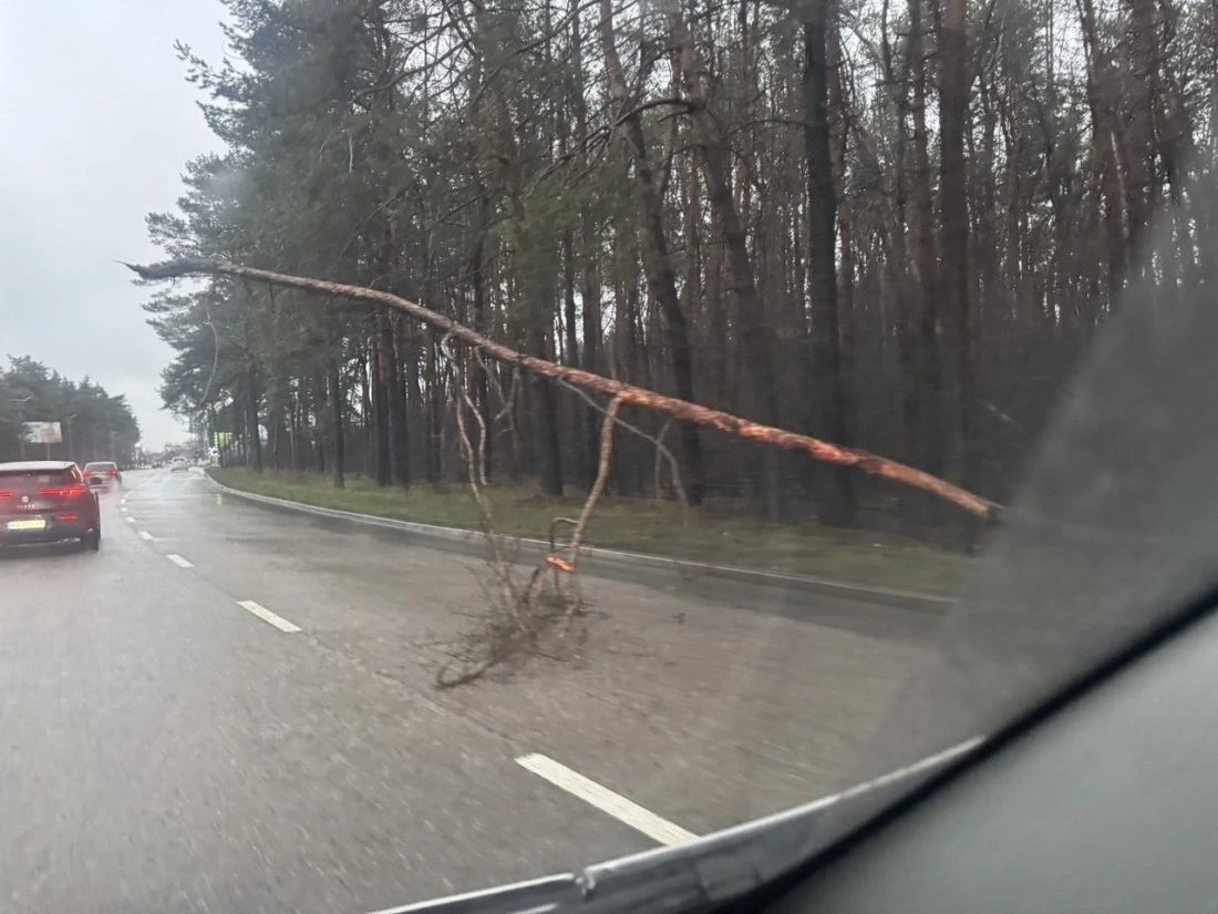 >У Кропивницькому сосна впала на дорогу: смугу руху заблоковано