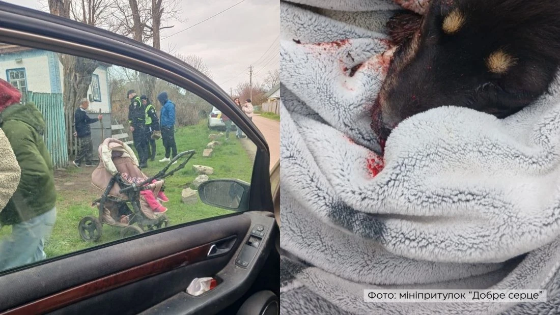 Смертельна жорстокість у Високих Байраках: за побиття цуценя арматурою чоловіку загрожує в’язниця